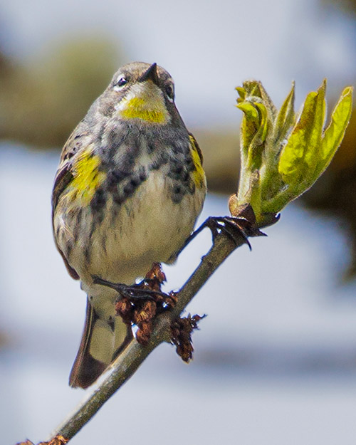 Yellow-rumped Warbler