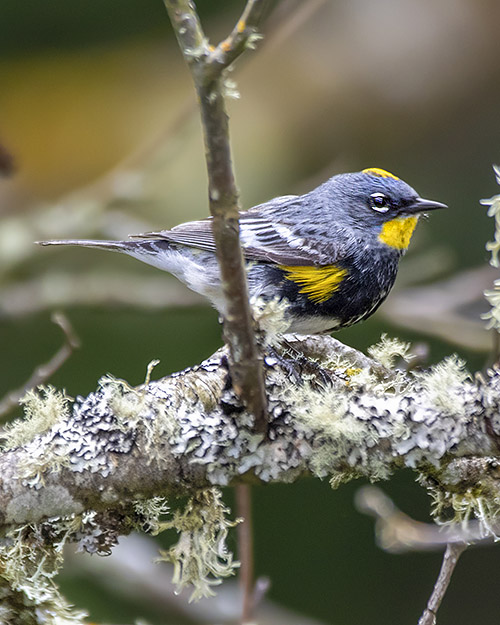 Yellow-rumped Warbler