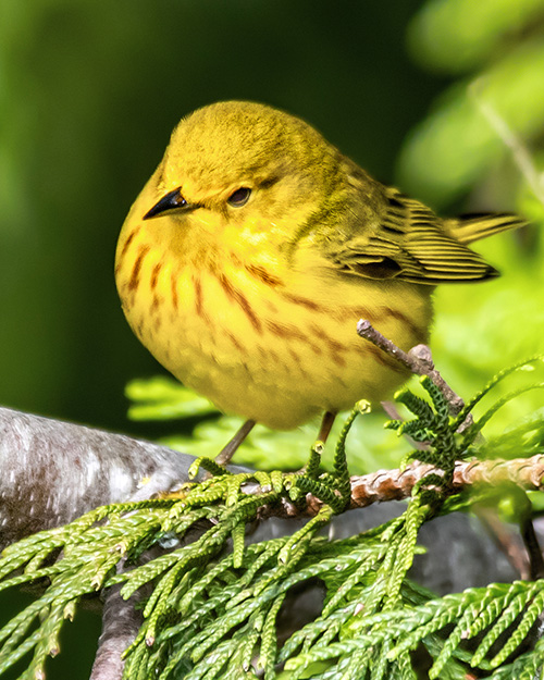 Yellow Warbler