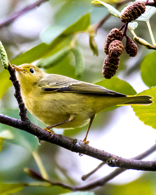 Yellow Warbler