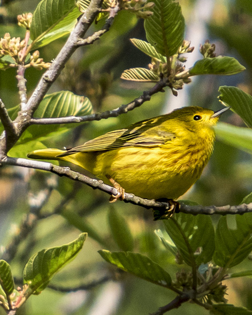 Yellow Warbler