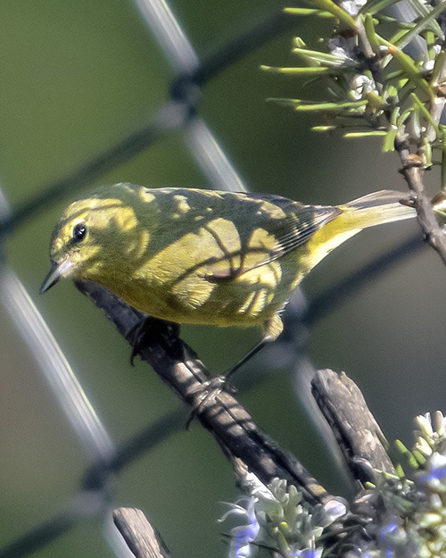 Yellow Warbler