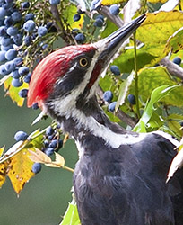 Pileated Woodpecker