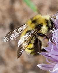 Yellow-head Bumblebee