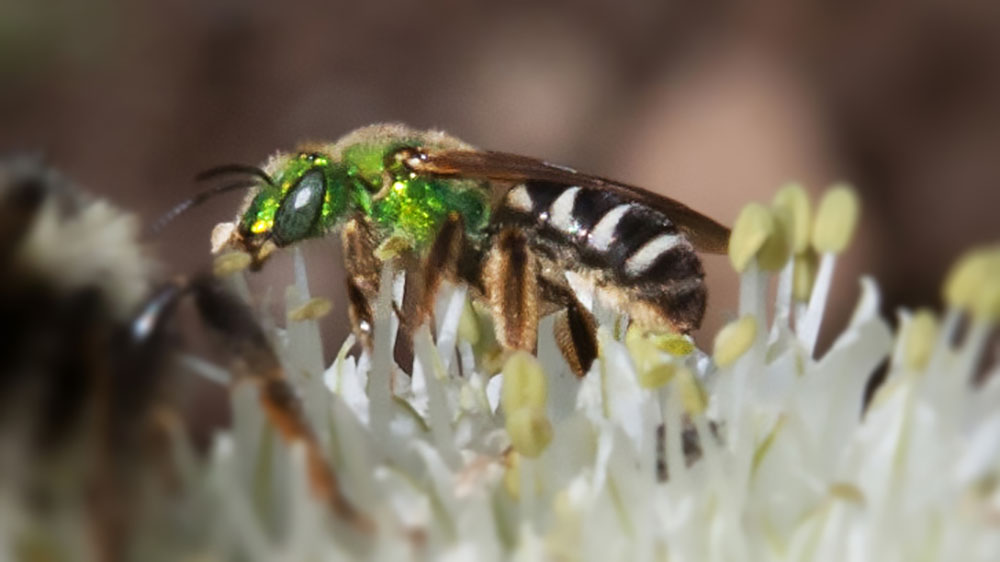 Metallic Green Bee