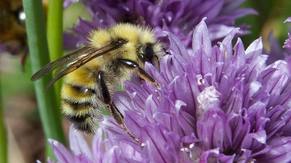 Yellow head bumblebee